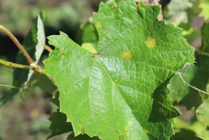 Vine diseases: Their effects and treatment